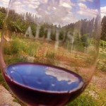 Altus_merlot_2007_na_taca Altus_merlot_2007_na_taca